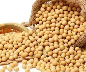 soybean